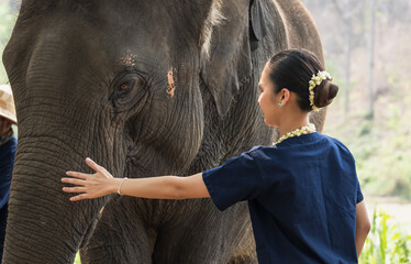 Thai woman in indigo costume feeling happy with friendly Asian elephant in elephant sanctuary,...