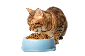 Bengal cat near a bowl of dry cat food isolated