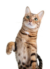 Bengal cat with a raised paw on a transparent background.