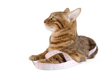 Bengal cat with a tape measure on a transparent background.