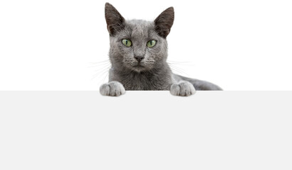 Russian blue cat shows poster template.