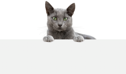 Russian blue cat shows poster template.
