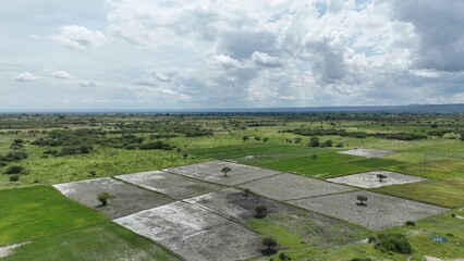 view of the rice farm