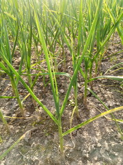 Green Garlic in the Ground
