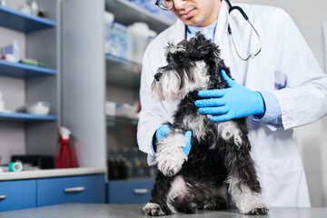 Veterinarian holding domestic dog's paw