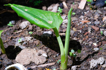 Macro Photography. Plant Closeup. Macro photo of leaves of the turmeric plant (Curcuma domestica Val). Herbal tropical plants that grow wild in the yard. Shot with a macro lens