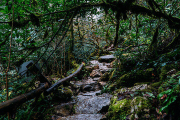 Tropical jungles of White Rock Canyon and Mountain Forest Hiking, Khosta River