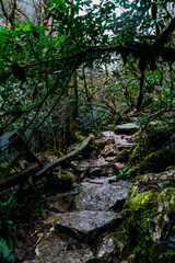 Tropical jungles of White Rock Canyon and Mountain Forest Hiking, Khosta River