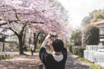 Back view traveler japanese woman pink sakura cherry blossom tree travel in japan on spring March...