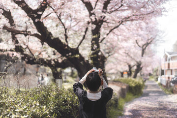 Back view traveler japanese woman pink sakura cherry blossom tree travel in japan on spring March...