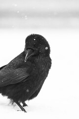 Rabe im Schnee