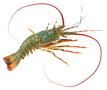 Spiny Lobster isolated on white background, Fresh Spiny Lobsters Asia Seafood in white background PNG File.