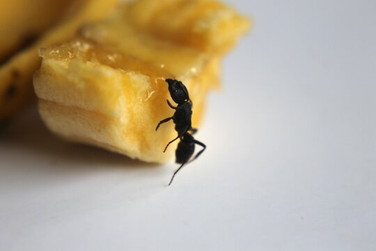 Black Carpenter Ant. Ants face photo macro Close-up. Big camponotus cruentatus ant posing on banana. Ant queen portrait.	