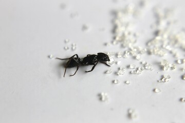 Black Carpenter Ant. Ants face photo macro Close-up. Big camponotus cruentatus ant posing on sugar snack. Ant queen portrait.	