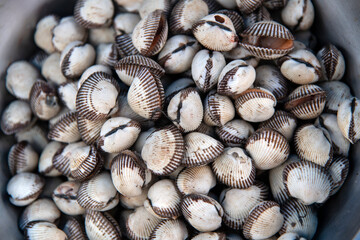 View of the shells on sale in the market