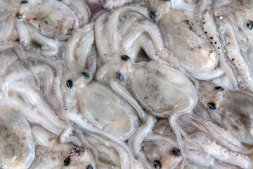 View of the small octopuses on sale in the market