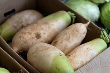 View of the radishes in the market