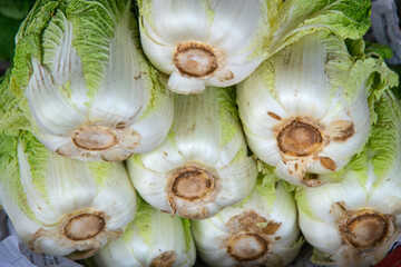 View of the stacked napa cabbage in the rural market