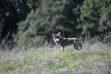 Young Coyote on a Prowl