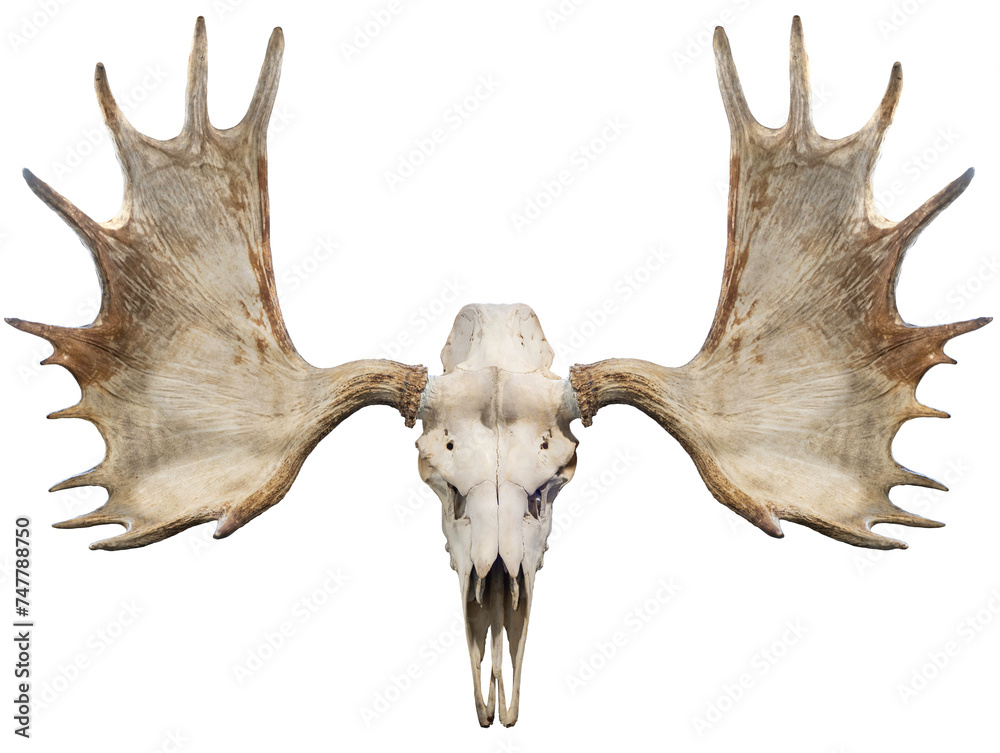 Wall mural moose horns and moose skull isolated on white background, moose horns isolated on white background p