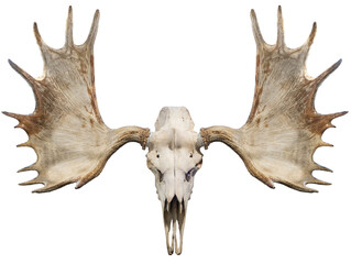 Moose horns and Moose Skull isolated on white background, Moose horns isolated on white background...