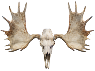 Moose horns and Moose Skull isolated on white background, Moose horns isolated on white background PNG File.