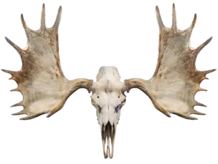 Rideaux occultants Orignal Moose horns and Moose Skull isolated on white background, Moose horns isolated on white background PNG File.