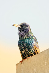 Portrait of a beautiful common starling