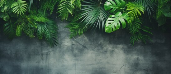 A backdrop of tropical green leaves contrasts against a rough and weathered concrete wall. The vibrant foliage adds a touch of nature to the urban setting.