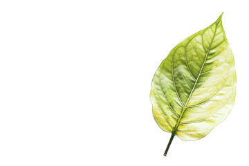 Vibrant Tropical Leaf on Transparent Background.