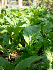 leaves of a plant