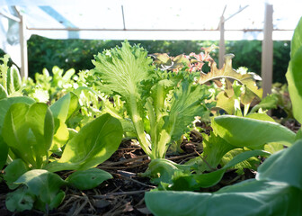 cabbage in the greenhouse. organic vegetables.