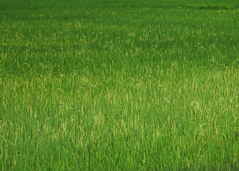 green grass background