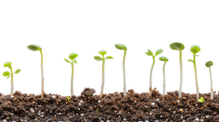 Seedling growth stages in soil sequence.