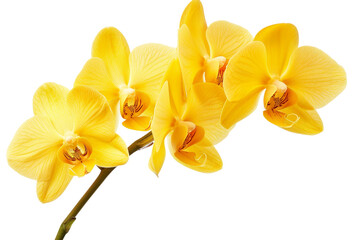 Obraz na płótnie Canvas Radiant Yellow Orchid Elegance on Transparent Background.