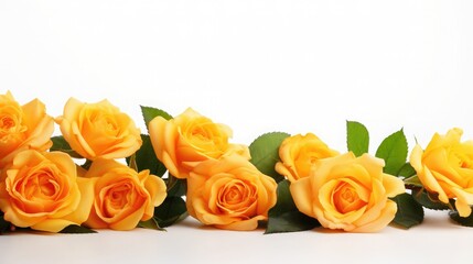 Beautifull and fresh orange roses isolated on white background. Copy space
