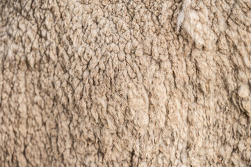 Full frame shot of Merino wool texture and background. Merino wool comes from Merino sheep.