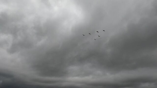 Migratory geese flying over wilderness landscape in Iceland