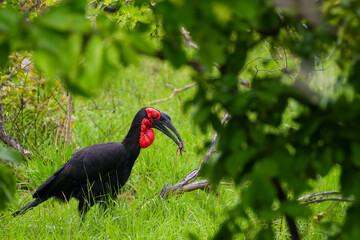 Black Bird With Red Beak Standing in Grass. Southern Ground Hornbill