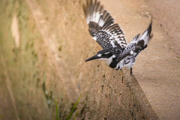 Pied Kingfisher In Flight by African Waterfront
