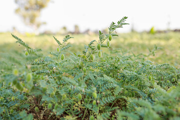 Indian chickpeas Farming , happy Indian poor farmer