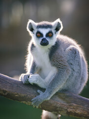 portrait of a lemur on a grey background