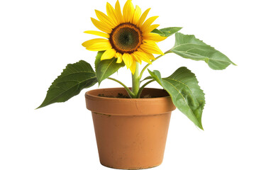 Pot of Sunshine: A Sunflower Story isolated on transparent Background