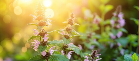 Obraz premium Close-up view of a group of vibrant flowers flourishing in a field, including mint balm bush, filling the frame with color and texture.