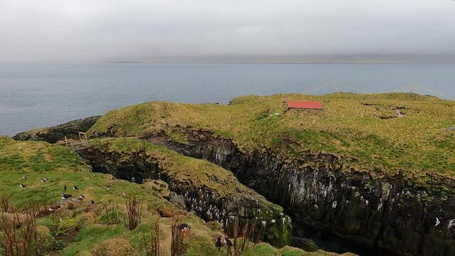 Atlantic puffin bird colony on Hafnarholmi cliffs in Iceland