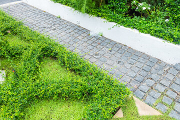Pathways with green lawns,Walkway and bush,concrete pavement with nature for walking along and connecting different section of a building park,Alley in tropical garden,Landscaping in the green garden.