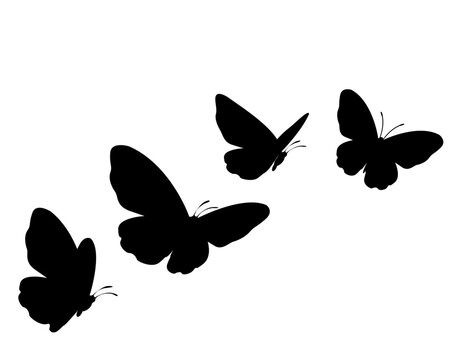 butterfly vector illustration