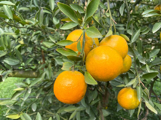 close up tangerine orange hanging on tree in farm. Orange tree bearing ripe fruits amidst lush green leaves