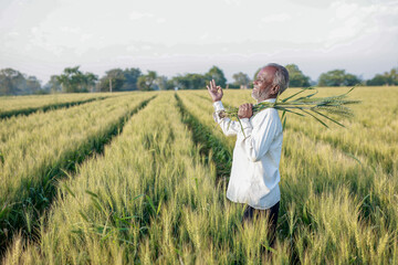 Indian farmer standing at wheat field, Happy farmer - obrazy, fototapety, plakaty