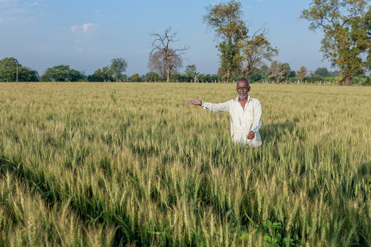 Indian farmer standing at wheat field, Happy farmer